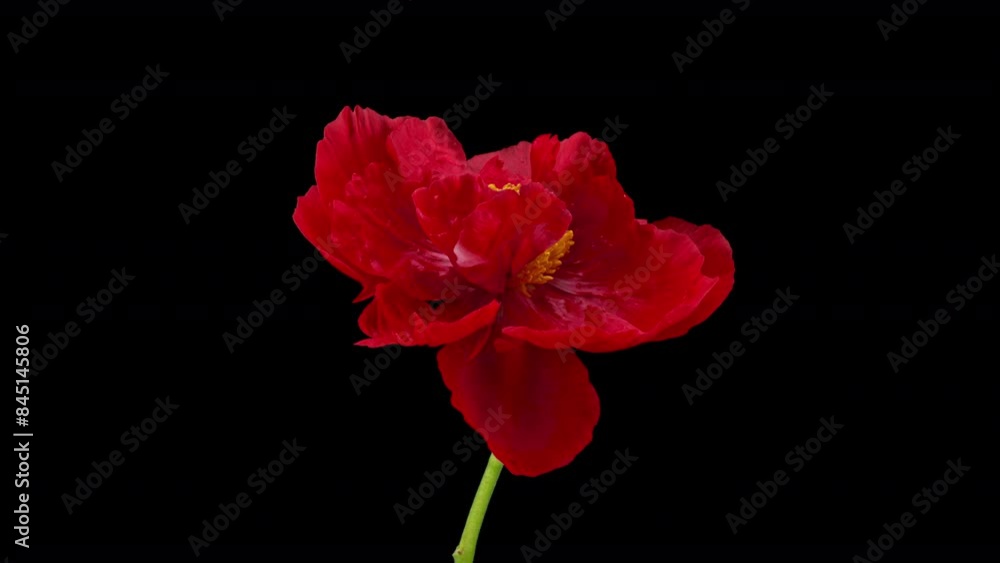 Time Lapse of a Red Peony Blooming on a Black Background, Time Lapse of a Flower Blooming Shows the Beauty and Complexity of Natural Processes, Making It Observable and Admirable