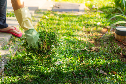 Woman hand with green gloves clearing, pulling out some weed form her garden, hand picked