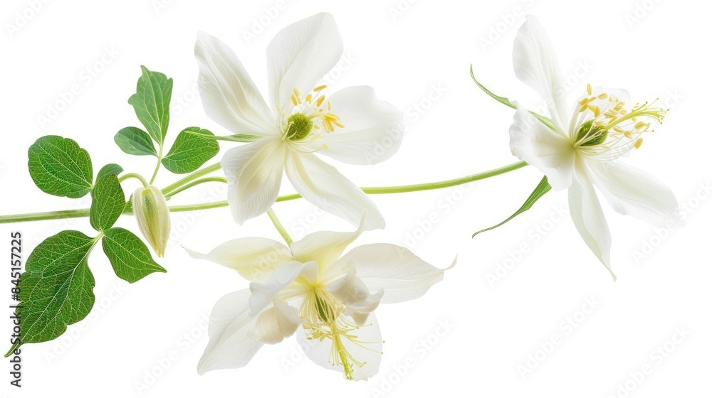 Obraz premium Columbine isolated white background