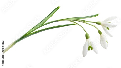 Snowdrop isolated white background