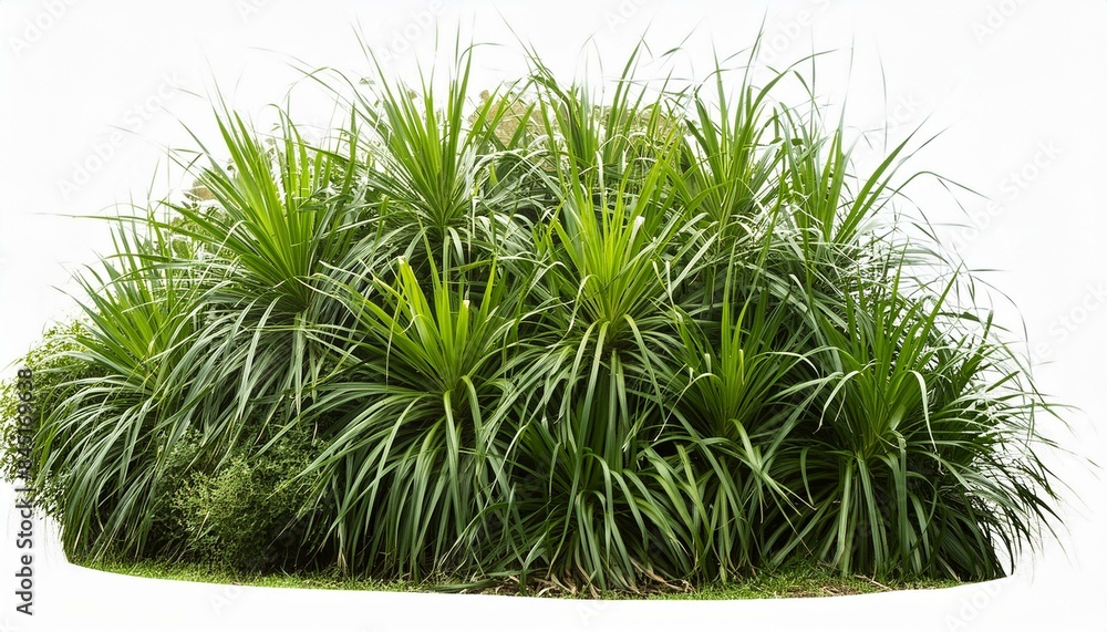 High-Resolution 3D Model of Poa Labillardierei Bush with Transparent Background High-Resolution 3D Model of Poa Labillardierei Bush with Transparent Background