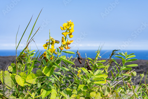 Crotalaria retusa is a species of flowering plant in the legume family known by various common names including devil-bean, rattleweed, shack shack,  Hawaii Volcanoes National Park.  Kīlauea volcano photo