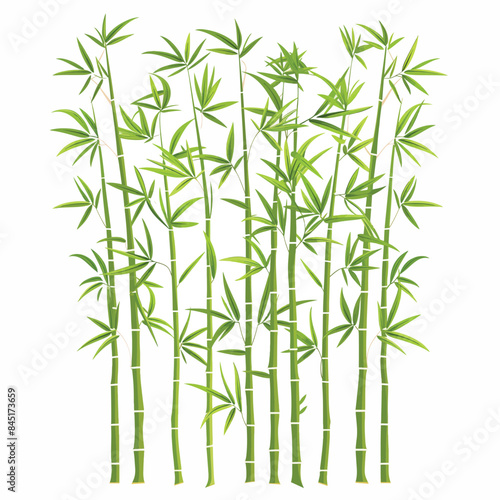 Bamboo illustrations illustration isolated on white background