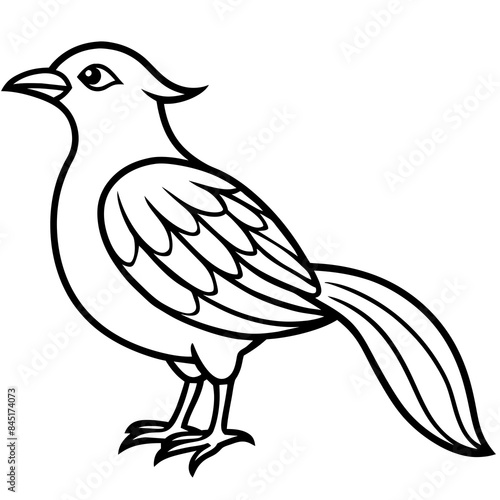 Sketch of a vintage bird - Vector design and illustration - Digital vector - Latest vector - Premium Victor