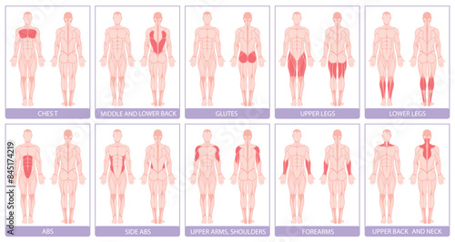 Human body anatomical muscle groups scheme card design template set vector flat illustration