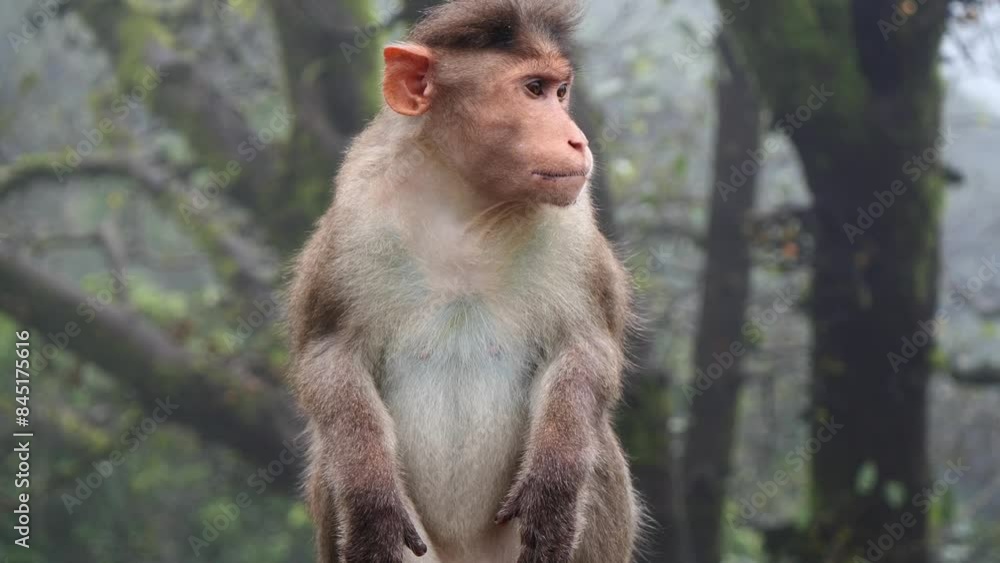 Rhesus Macaque Monkeys in Foggy Indian Wilderness Rhesus Macaque Monkeys in Foggy Indian Wilderness
