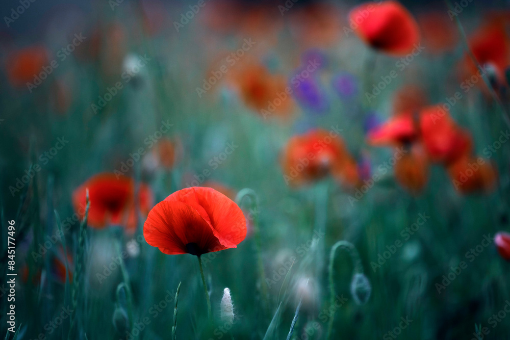 Obraz premium Poppy field, Remembrance day, Memorial Anzac day banner.
