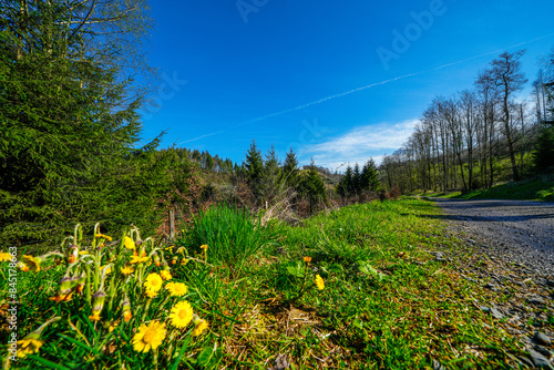 Nature at the Hasper Dam near Hagen in the Ruhr area.
 photo