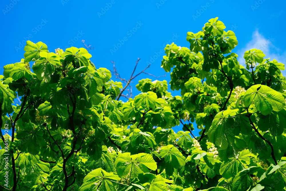 Blooming chestnut tree in spring with a blue sky background.
Blooming chestnut tree in spring with a blue sky background.