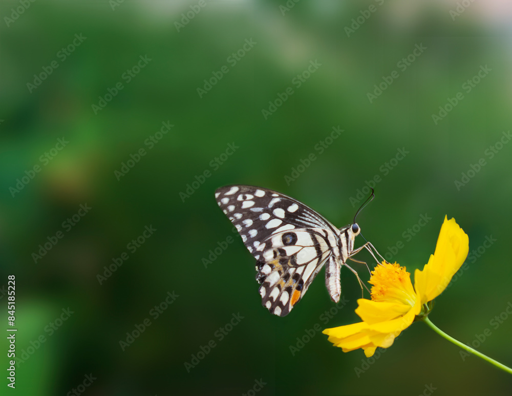 Fototapeta premium Beautiful patterned butterfly, spreading wings on a yellow flower, blurred background, close-up