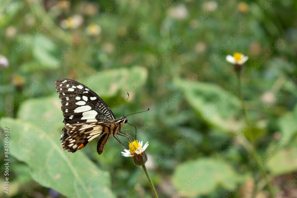 A beautiful butterfly sits on a flower in the grass. Background of grass and green leaves outdoors A beautiful butterfly sits on a flower in the grass. Background of grass and green leaves outdoors