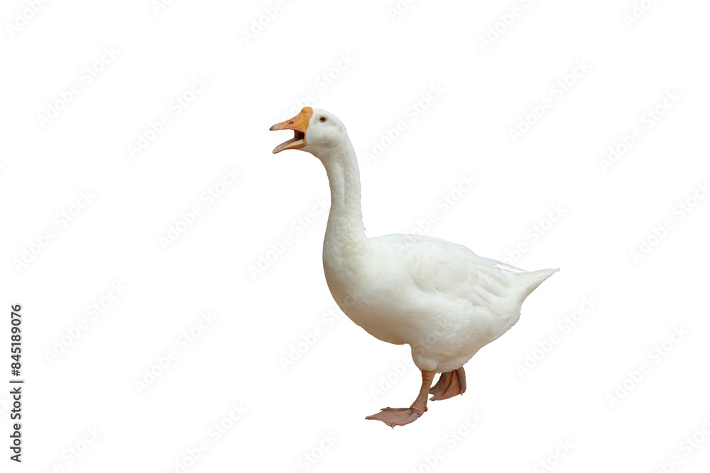 Beautiful American pekin isolated on transparent background png file Beautiful American pekin isolated on transparent background png file