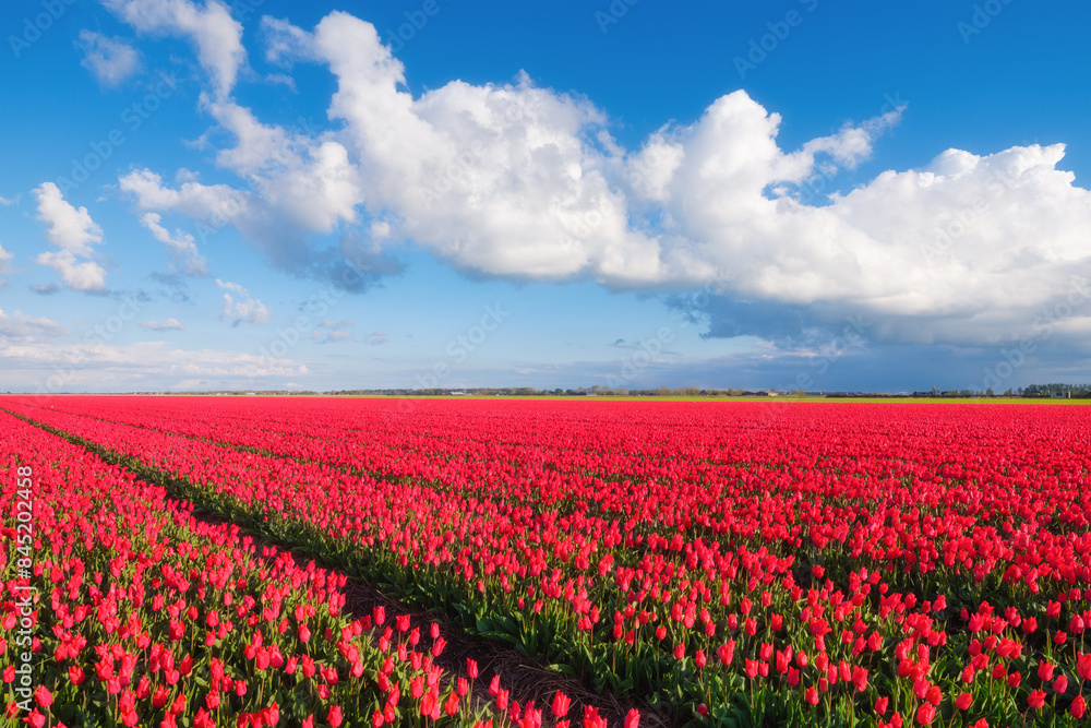 Tulips and sky with clouds as a background. Field. Blooming season. Nature. Colors as background and wallpaper. A field with tulips. Tulips and sky with clouds as a background. Field. Blooming season. Nature. Colors as background and wallpaper. A field with tulips.