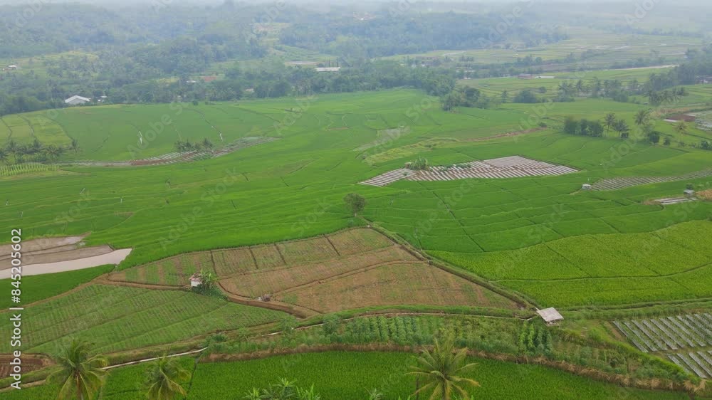 Aerial view of large green rice field in tropical countryside. Lush agricultural field. Aerial view of large green rice field in tropical countryside. Lush agricultural field.