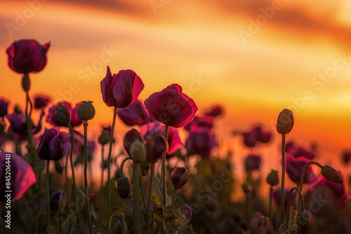 Closeup of blooming Papaver somniferum crops in cultivated field. Beautiful scenic landscape in sunset with purple opium poppy flowers. photo
