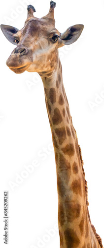 Photography Giraffe long neck safari animal isolated on white background
