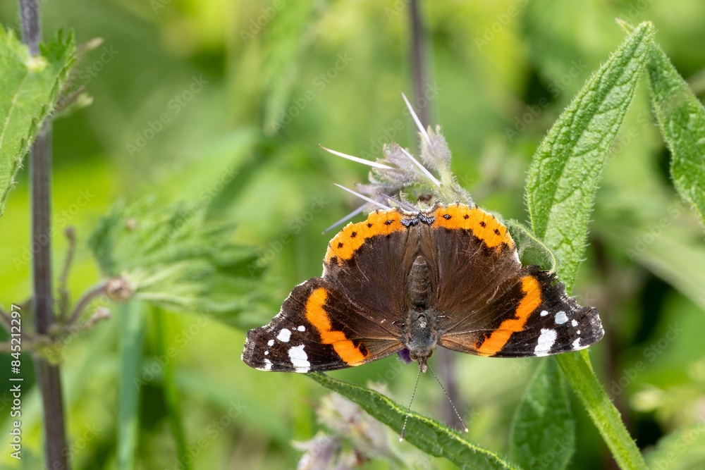 beautiful butterfly upside down on a plant beautiful butterfly upside down on a plant