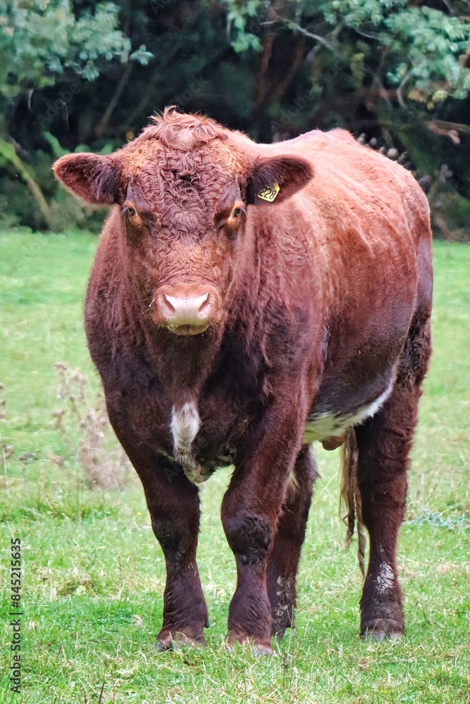 Fototapeta premium New Zealand