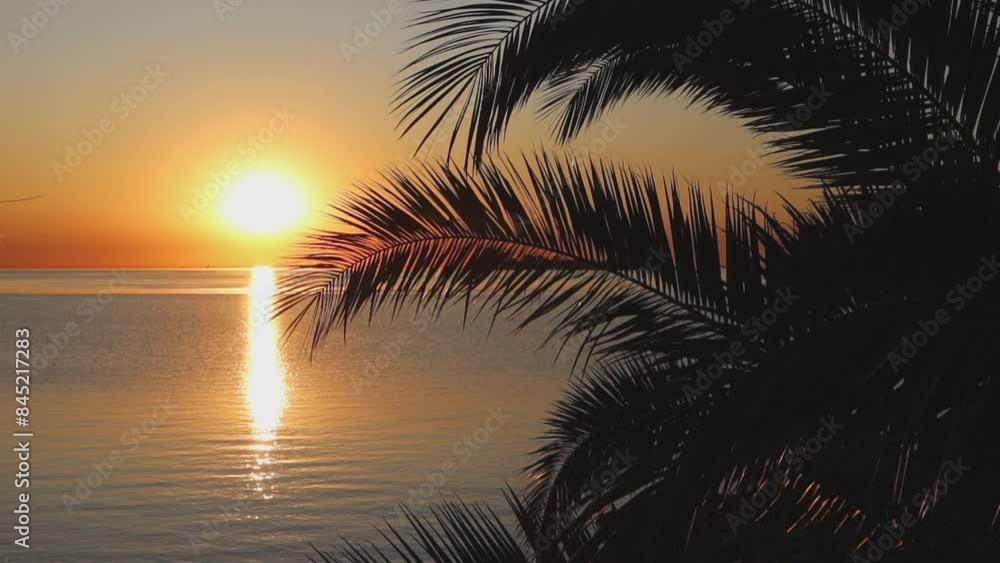 palm trees and branches and in the background sea beach and sunset a perfect holiday palm trees and branches and in the background sea beach and sunset a perfect holiday