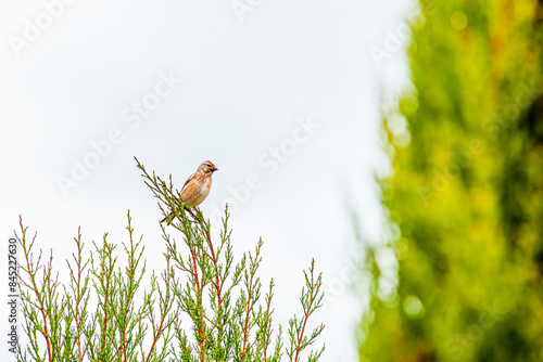 Common Linnet bird. Carduelis cannabina Bluthänfling bird on branch.  photo