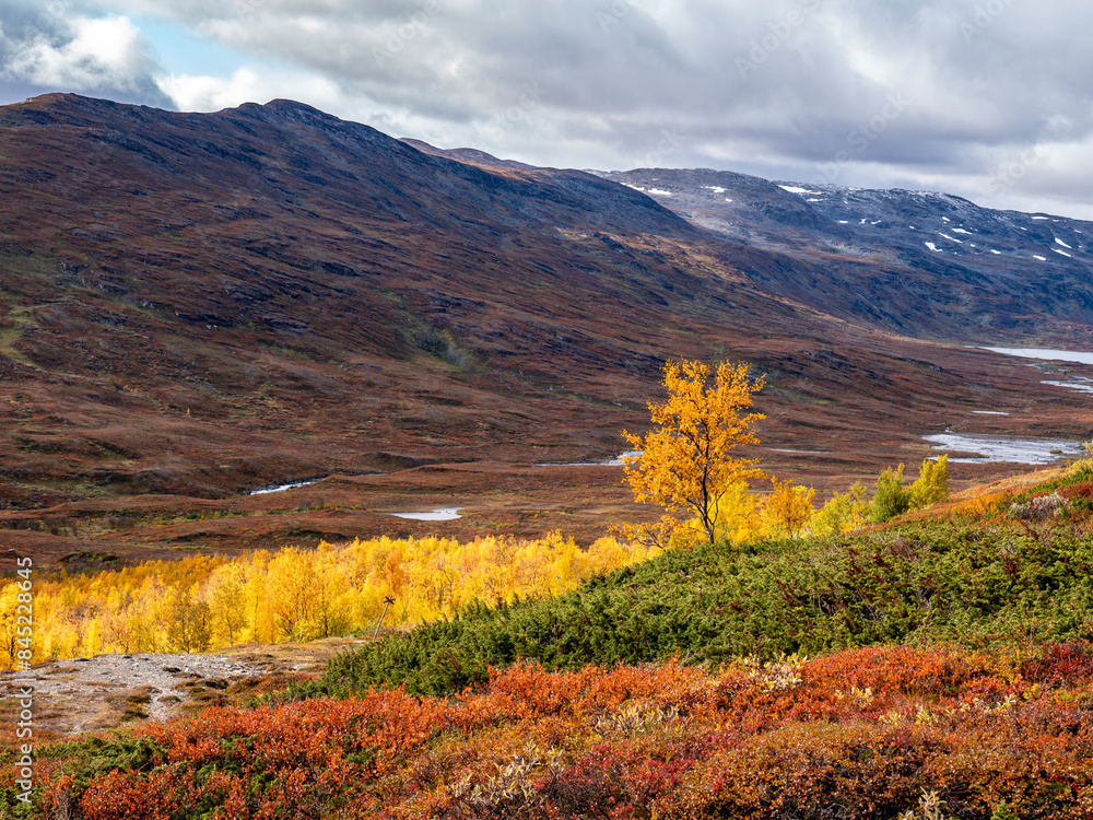 Naklejka premium Hiking area in a sunrise morning in Abisko national park in north of Sweden.