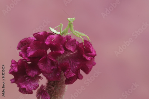 A young green praying mantis was hunting for small insects on a blooming cockscomb flower. This insect has the scientific name Hierodula sp.