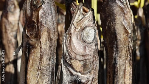 Pollack being dried in the winter wind. Gangwon-do Hwangtaedeokjang (Dried pollack, Theragra chalcogramma, Gadus chalcogrammus) photo