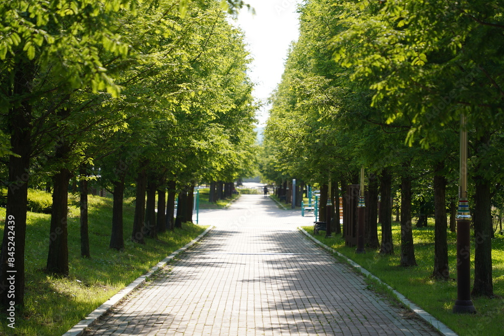 Walkway in the park. Summer landscape with green trees and sunlight Walkway in the park. Summer landscape with green trees and sunlight