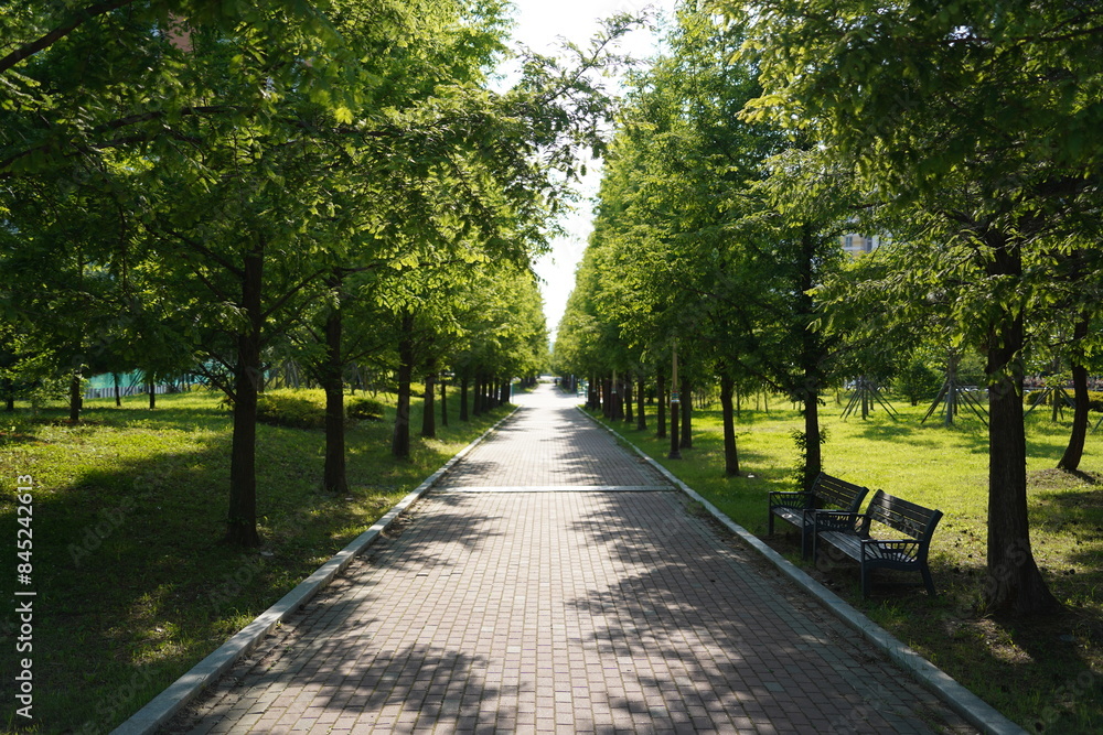 Walkway in the park. Summer landscape with green trees and sunlight Walkway in the park. Summer landscape with green trees and sunlight