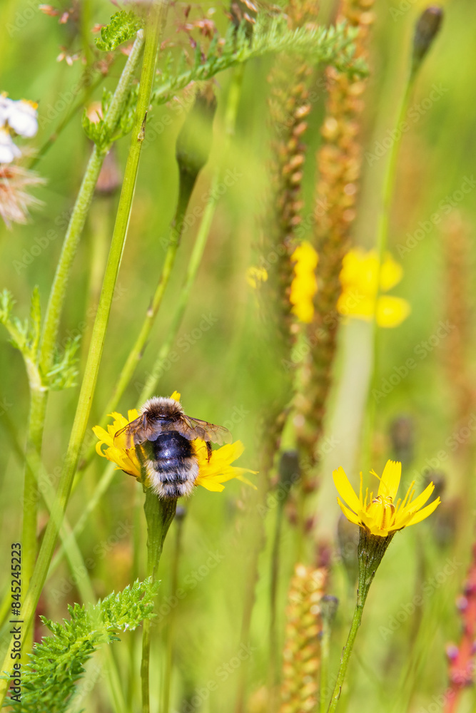 Bumblebee perched on a yellow wildflower looking for nectar Bumblebee perched on a yellow wildflower looking for nectar