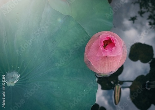 pink lotus flower