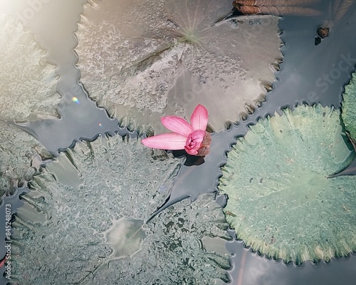 Lotus flower in the pond