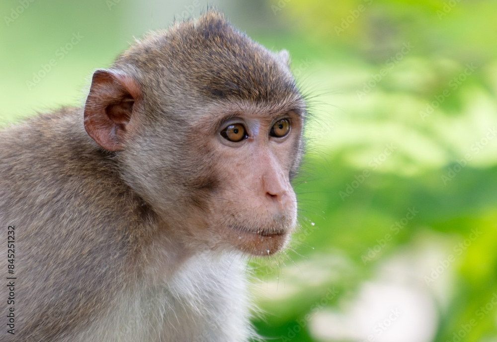 Monkey outdoors in a tropical park Monkey outdoors in a tropical park