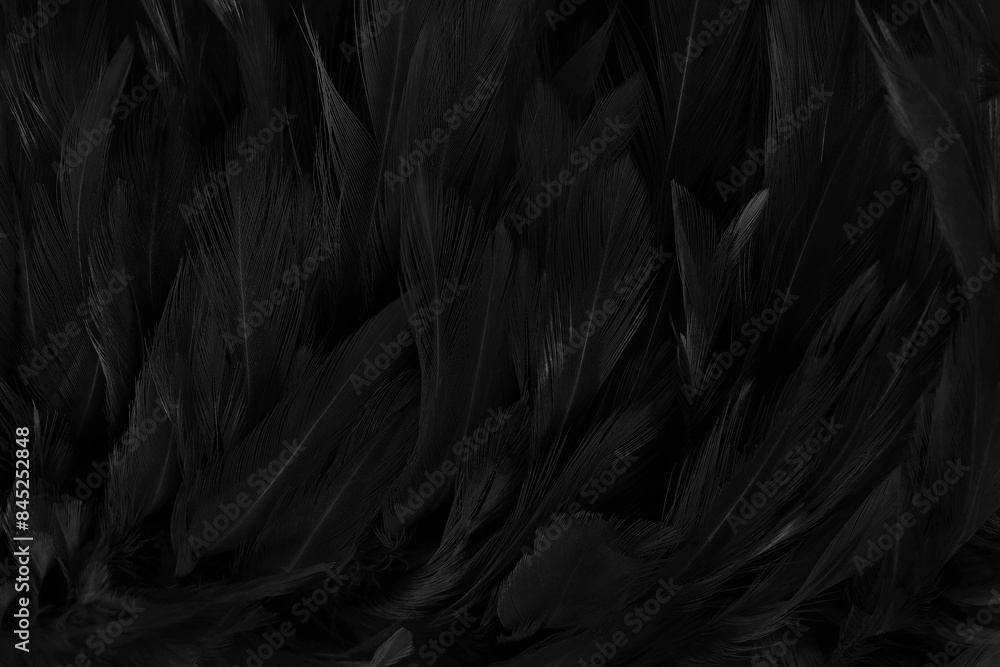 Fototapeta premium Beautiful black grey bird feathers pattern texture background.