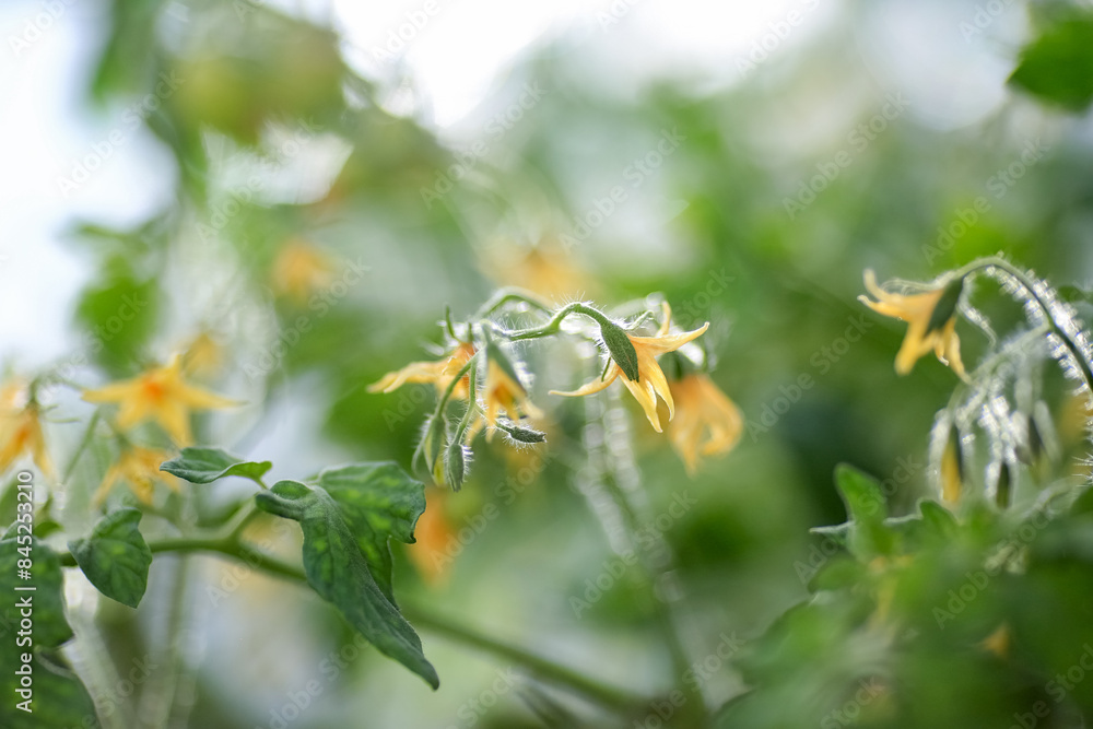 Blooming tomatoes