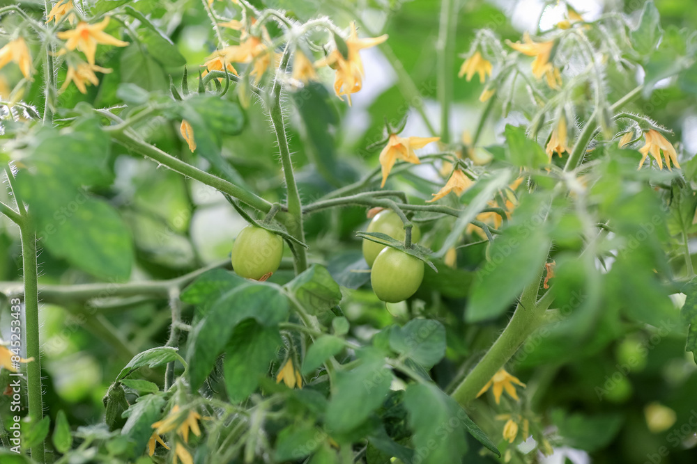 Fototapeta premium Blooming tomatoes