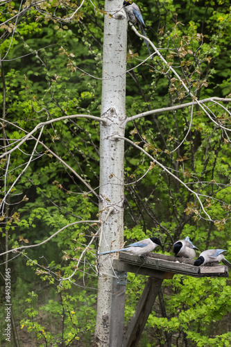  Blue Magpies (Latin: Cyanopica cyana), a species of birds of the bird family, a zoogeographical phenomenon, on a wooden feeder in a forest in summer. Photo project - Birds of Eastern Siberia. photo