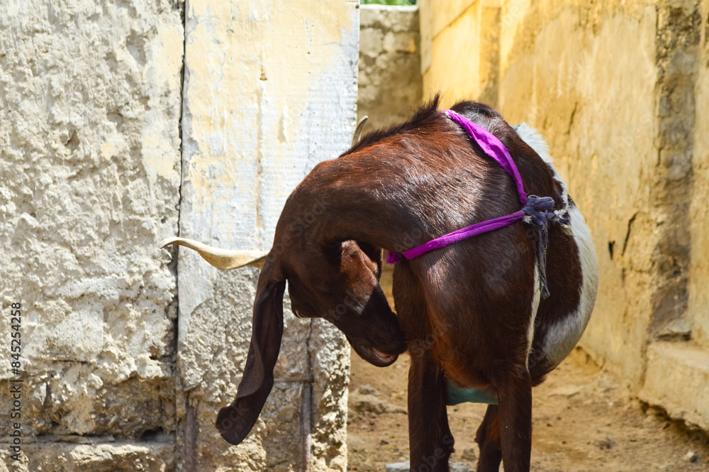 indoor goat domestic animal portrait indoor goat domestic animal portrait