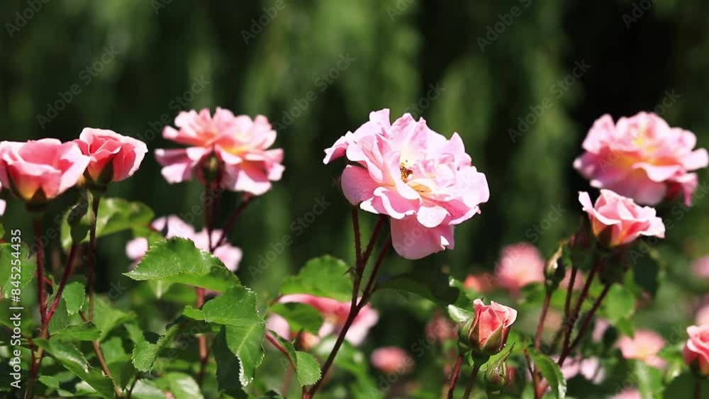 Blooming pink rose, flowers close-up. Flowers in a park or garden. Gardening. Growing roses. Beautiful pink flowers, natural background. Roses in full bloom Blooming pink rose, flowers close-up. Flowers in a park or garden. Gardening. Growing roses. Beautiful pink flowers, natural background. Roses in full bloom