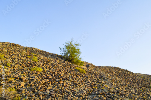 bushes and trees on the rocks photo