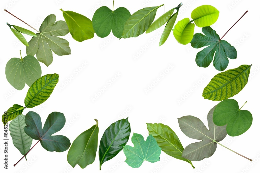 Ivy frames, climbing vine with green leaves of creeper plant. Rectangular and oval elegant hedera borders isolated on transparent background. Vignettes design elements.Set Of Floral Frames. Ivy frames, climbing vine with green leaves of creeper plant. Rectangular and oval elegant hedera borders isolated on transparent background. Vignettes design elements.Set Of Floral Frames.