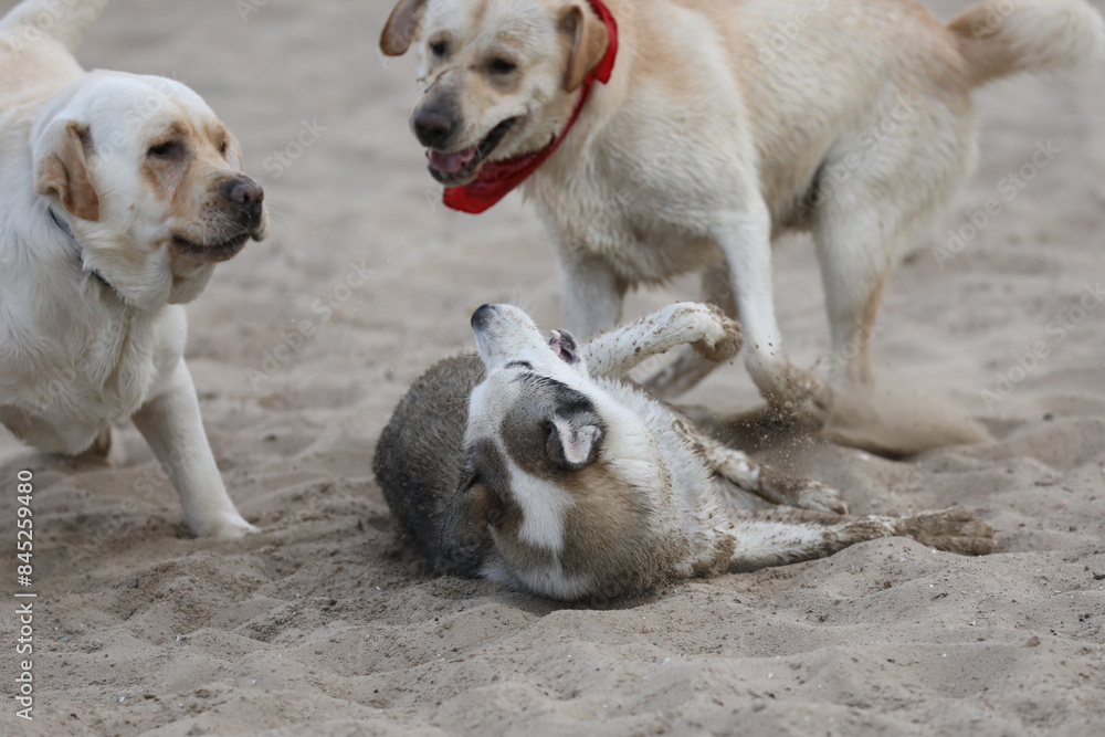 Dogs playing in the sand. Husky with labrador retriever playing on the beach Dogs playing in the sand. Husky with labrador retriever playing on the beach