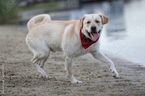 Dog playing in the sand. Labrador retriever playing on the beach