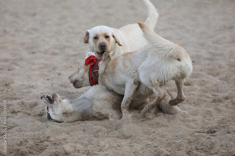 Dogs playing in the sand. Husky with labrador retriever playing on the beach