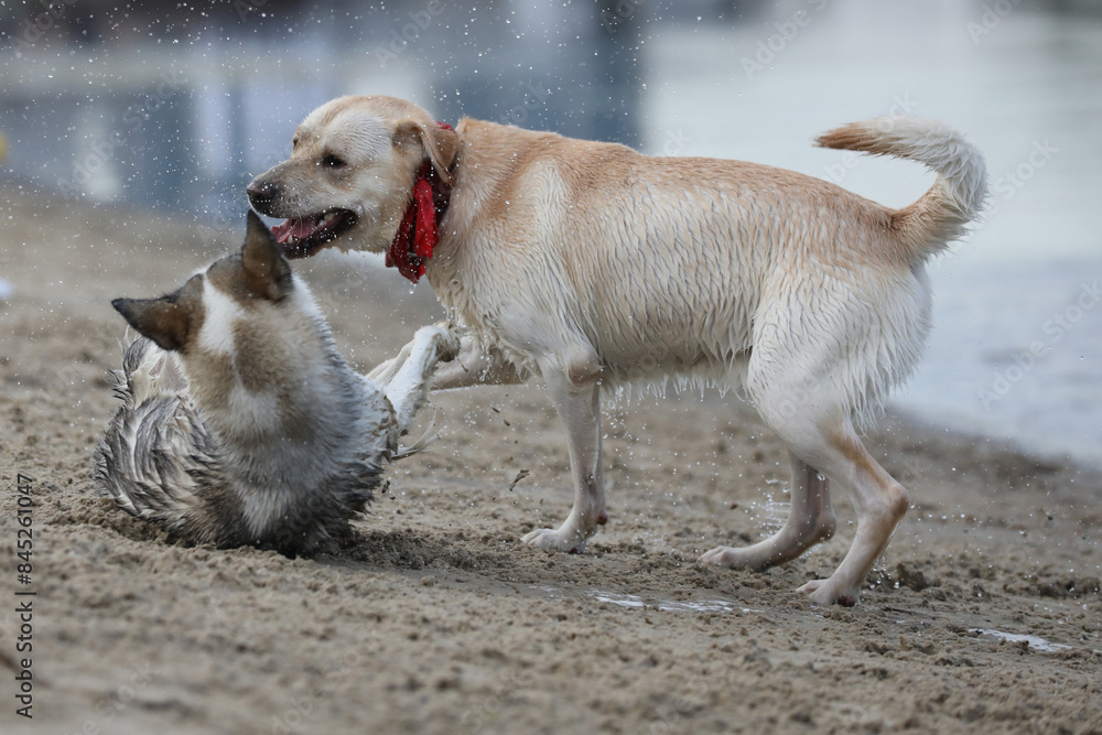 Dogs playing in the sand. Husky with labrador retriever playing on the beach Dogs playing in the sand. Husky with labrador retriever playing on the beach