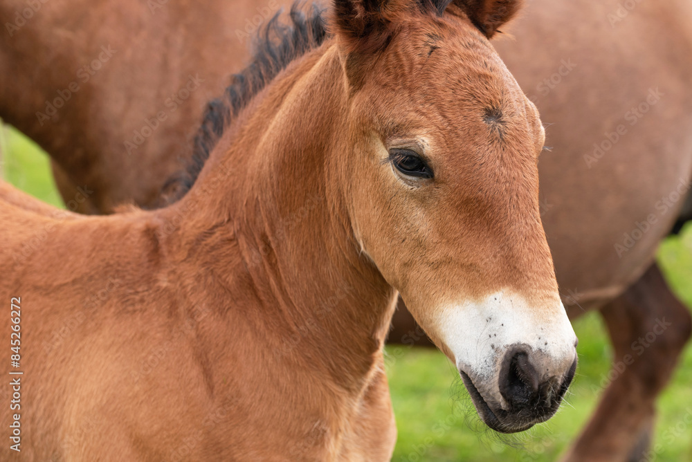 Small Burguete breed colt with his mother. Navarrese Pyrenees Small Burguete breed colt with his mother. Navarrese Pyrenees