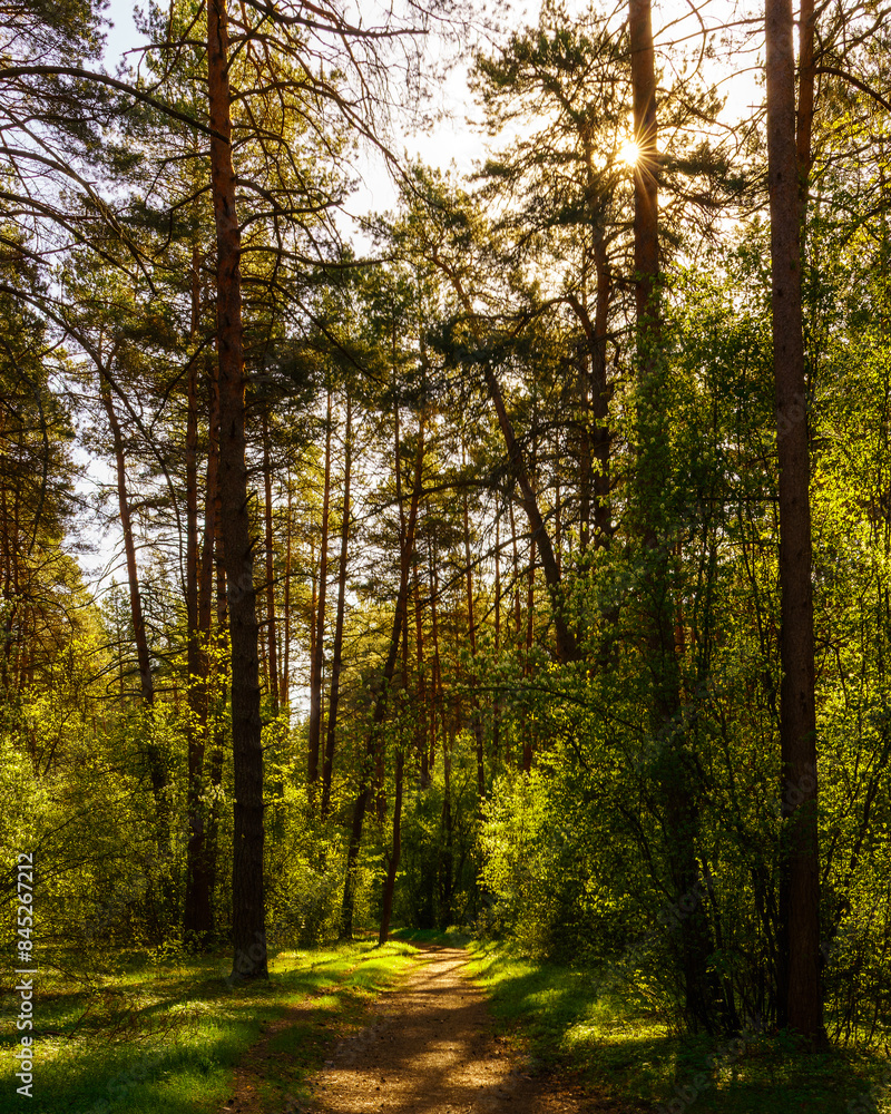 Sunbeams streaming through the pine trees and illuminating the young green foliage on the bushes in the pine forest in spring. Sunbeams streaming through the pine trees and illuminating the young green foliage on the bushes in the pine forest in spring.