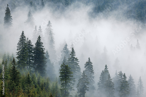 Misty spruce forest with low clouds in mountains. Natural background and atmospheric weather conditions with fog