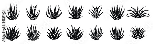 Aloe vera vector illustration. Agave leaves hand drawn black on white background. Cosmetic plant silhouette.