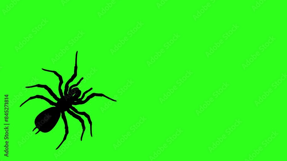 Spiders Moving on Green Background Spiders Moving on Green Background